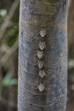 Adult Proboscis Bats (Rhynchonycteris Naso) On Tree In Yanallpa Ca�ño, Ucayali River, Loreto, Peru