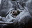 © Fran Mart - Portrait of Weimaraner dog relaxing in blanket