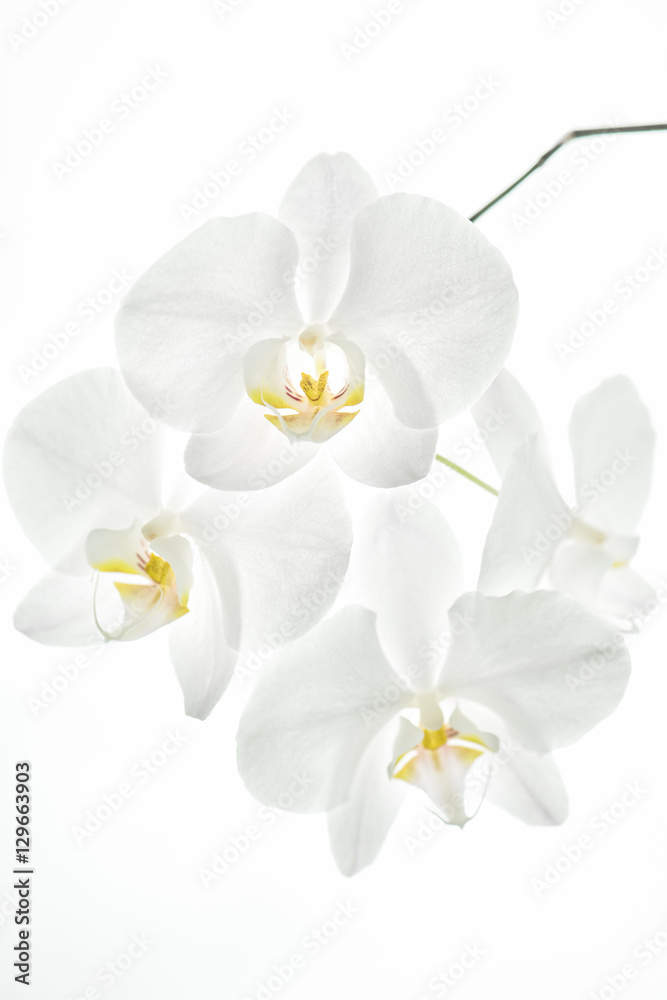 Orchidea - obrazy, fototapety, plakaty 