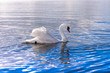 © youreyesonly - 青い湖に浮かぶ美しい白鳥