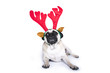 Reindeer pug dog. Laying on white background. Puppy christmas accessories.