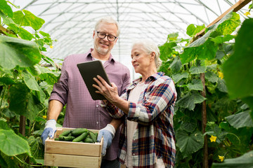 Canvas Print - senior couple with cucumbers and tablet pc on farm