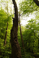 Wall Mural - Forest at spring