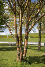 Birchbark Cherry Or Prunus Serrula Tree With Copper Colored Bark