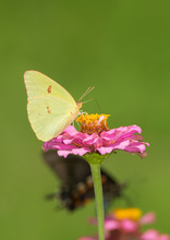 Female Cloudless Sulphur Butterfly On A Pink Zinnia, With Another Butterfly On The Background