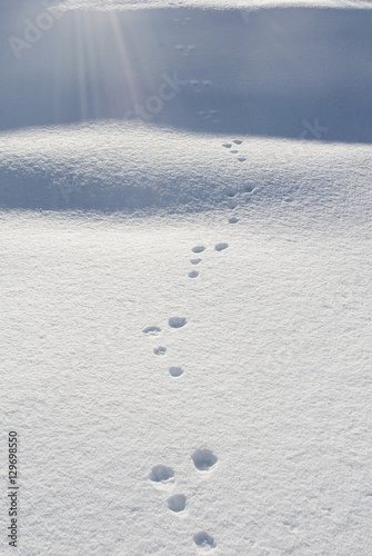 Fotografija Impronta Lepre sulla neve fresca del Simplon Pass, Svizzera