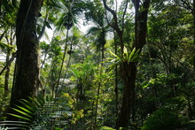 Vegetation In A Forest Of New Caledonia, Grande Terre Island, South Pacific
