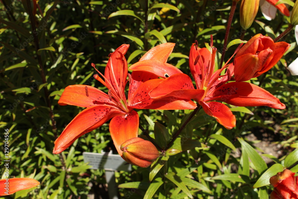 pot for zz plant Buy ZZ Plant Online