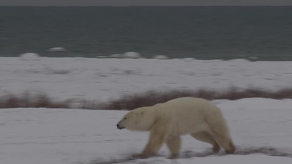 Wall Mural - Polar bear sprints across frozen coast and willows in snow