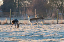 Two Female Fallow Deer Standing In Frozen Grass.