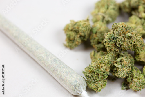 Plakat Marihuana złącze i pączek z białym backgroud