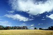 © bartsadowski - Wheat
