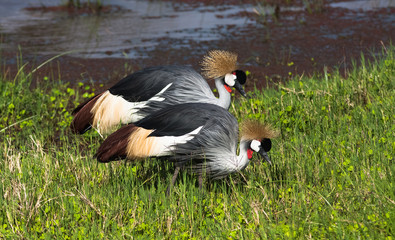 Сrowned crane.  Two birds. Samburu, Kenya