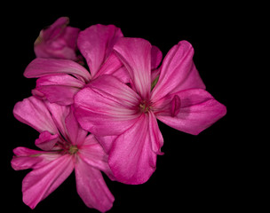 Wall Mural - Pink geranium flower on a black background