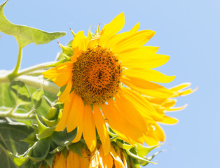 Wall Mural - Sunflower flower on a blue background