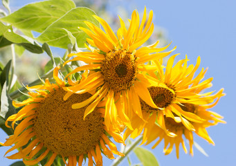 Wall Mural - Sunflower flower on a blue background