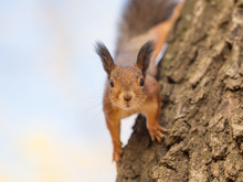 Portrait Of A Curious Squirrel Closeup