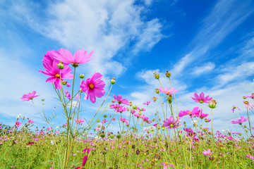 cosmos flower against blue sky, chiang rai, thailand.