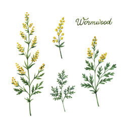 Hand drawn watercolor vector botanical illustration of wormwood.