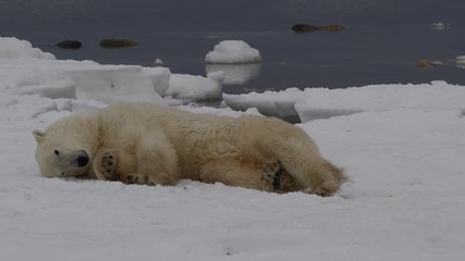 polar bear rolls and slides on ice and snow of arctic coast