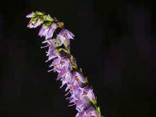 Wild Purple Common Heather, Calluna Vulgaris, Blossom On Dark Bokeh Background Close-up, Selective Focus, Shallow DOF
