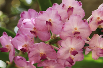 Wall Mural - bunch of pink vanda orchid flower in natural garden.