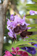 Wall Mural - bunch of two toned color purple and dark purple vanda orchid fl
