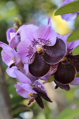 Wall Mural - bunch of two tone color purple and dark purple vanda orchid flow