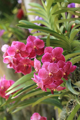 Wall Mural - Bunch of red vanda orchid flower in natural garden.