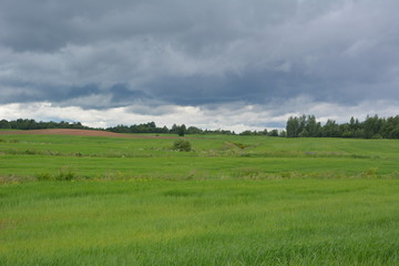 beautiful rural landscape: grain field on a background of dark sky with clouds, barley, agriculture, wallpaper, nature