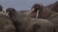 Slow Motion - Close On Walrus Faces On Arctic Beach