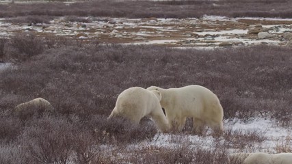 Wall Mural - Slow motion - four polar bears and three play in willows