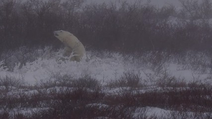 Wall Mural - Polar bear in snow bed sticks head out into blizzard snow