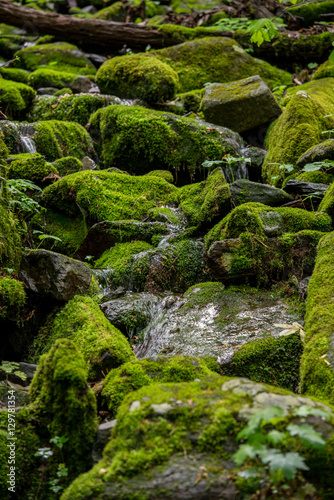 Fotografie, Obraz Close Up of Moss Covered Rocks with Spring Creek Flowing Over Th