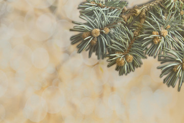 Branch of pine tree on yellow bokeh background with copy space f