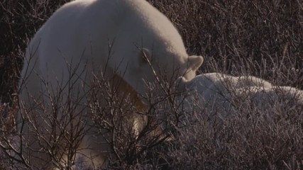Wall Mural - Slow motion - Polar bear stands and other bear walks away in willows