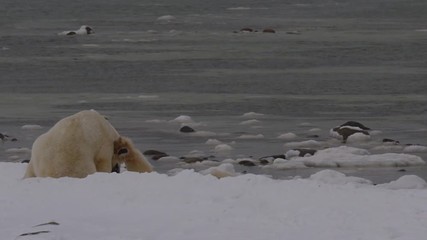 Wall Mural - Slow motion - polar bears on snowy beach wrestle and play