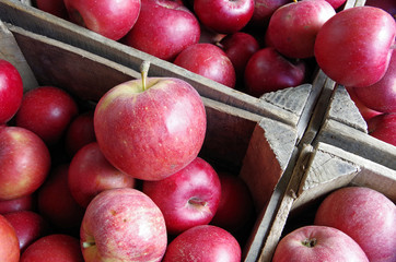 Wall Mural - Fresh picked red apples piled in wooden farm crates viewed from above