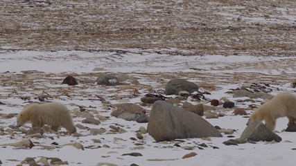 Wall Mural - Slow motion - polar bear cubs walking across snowy rock tundra