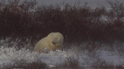 Wall Mural - Polar bear in blizzard shakes off snow and lies down in willows