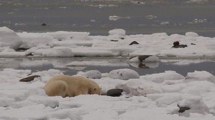 Wall Mural - Polar bear on icy arctic coast chews kelp near water