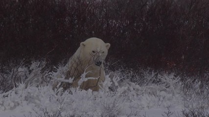 Wall Mural - Slow motion - polar bear in blizzard plays with willow stick
