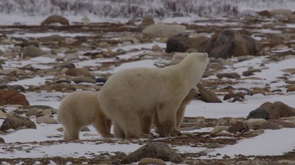 Wall Mural - Slow motion - mother polar bear stands to watch then leads cubs away