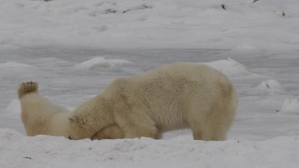 Wall Mural - Slow motion - two polar bears stand and battle each other