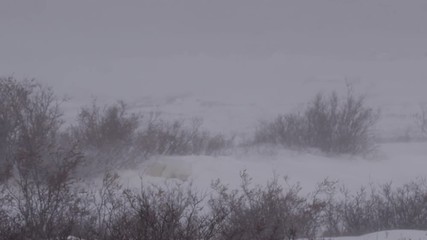 Wall Mural - Polar bear half buried in snow in arctic blizzard - slow motion