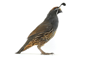 Wall Mural - male California Quail