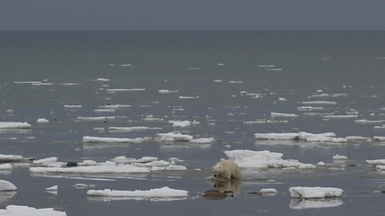 Wall Mural - Slow motion - wide polar bear wades out of sea through ice