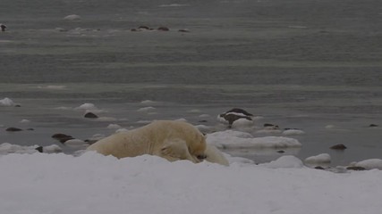 Wall Mural - Slow motion - polar bear pins friend to arctic beach in snow