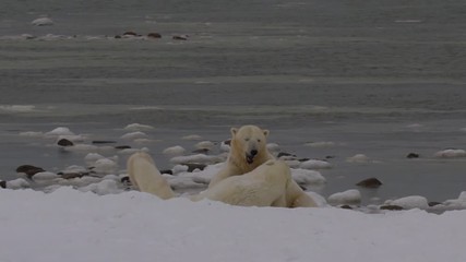 Wall Mural - Slow motion - polar bears wrestle hard on snowy beach