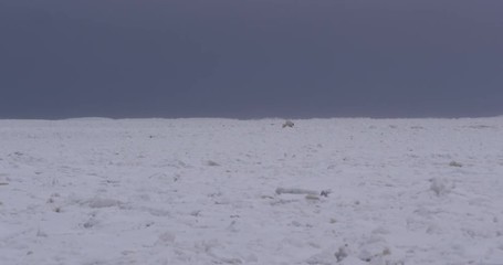 Wall Mural - Distant polar bear family walk on undulating waves of sea ice